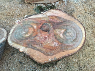 Illustration for article titled Man finds stump that kind of looks like E.T., hires publicist to alert the world